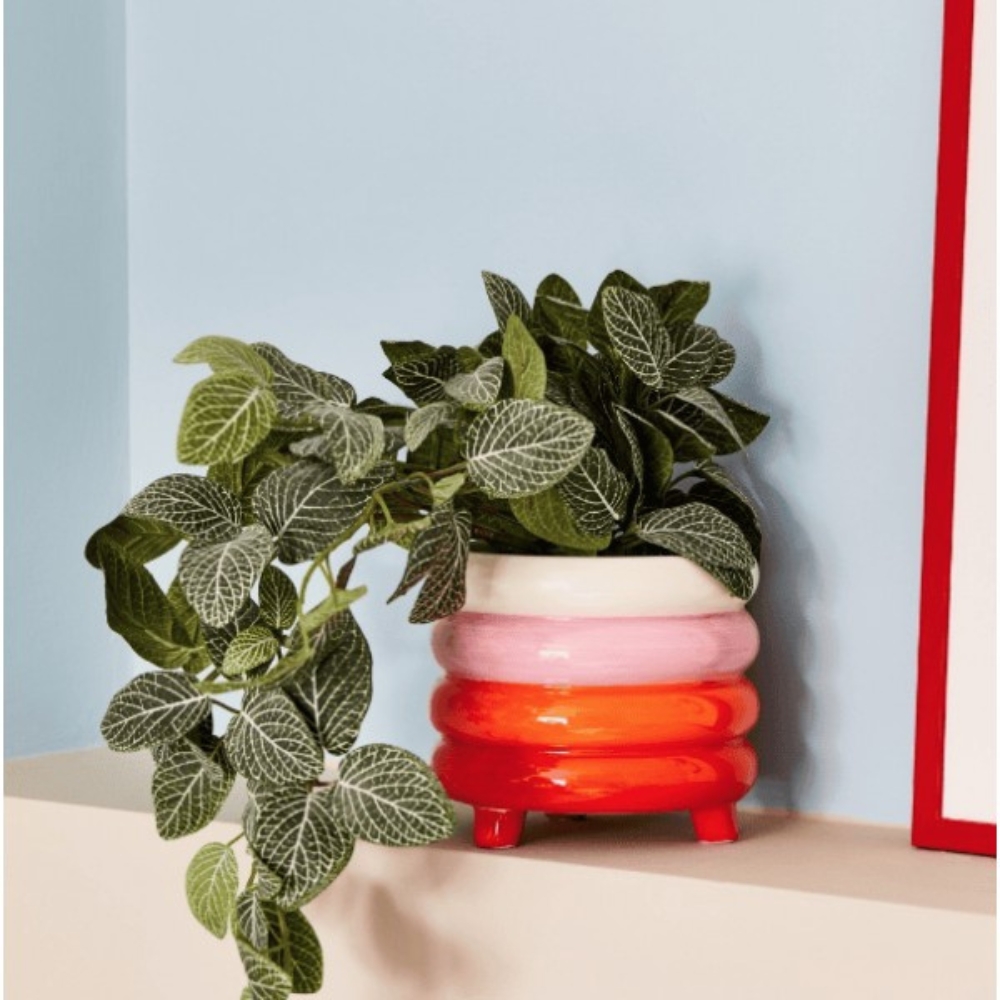 Que Rico Γλάστρα Pablo - Amor Del Color